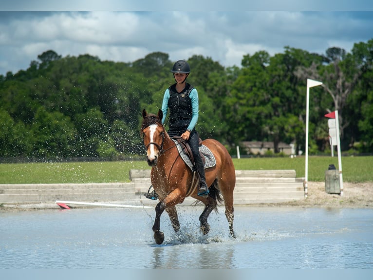Quarter Pony Gelding 4 years Bay in Ocala