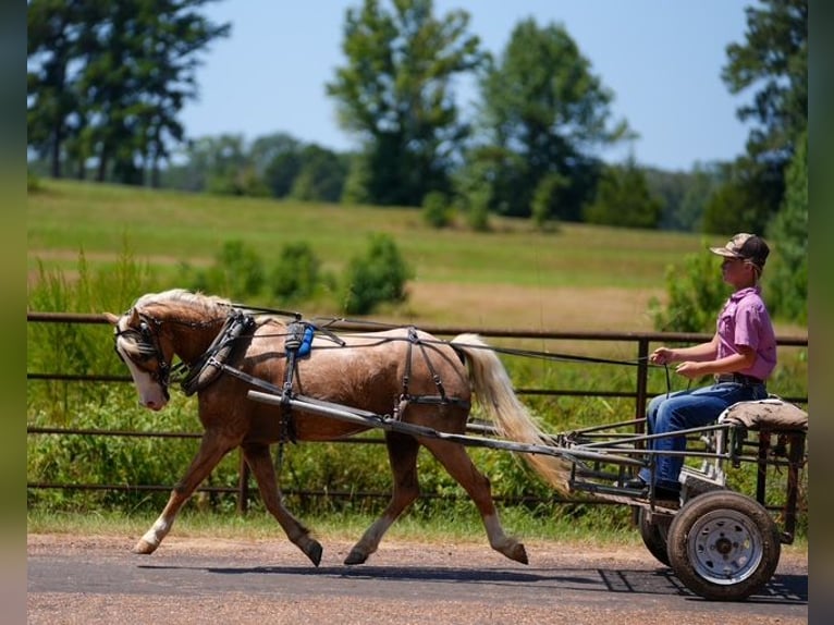 Quarter Pony Gelding 4 years Palomino in Bloomburg