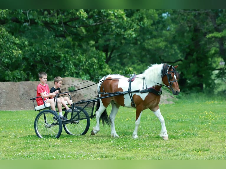 Quarter Pony Gelding 4 years Pinto in Purdy