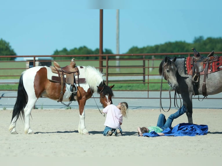 Quarter Pony Gelding 4 years Pinto in Purdy