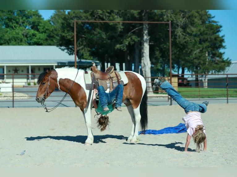 Quarter Pony Gelding 4 years Pinto in Purdy
