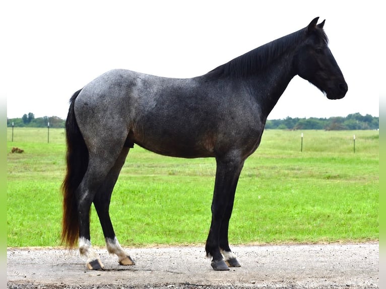 Quarter Pony Gelding 4 years Roan-Blue in Sulphur Springs