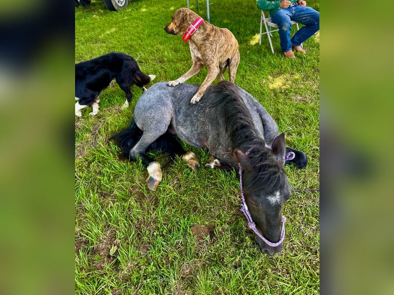 Quarter Pony Gelding 4 years Roan-Blue in Sulphur Springs