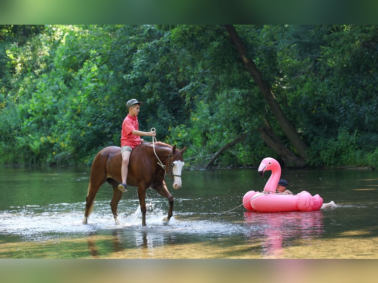 Quarter Pony Gelding 4 years Sorrel in Quitman