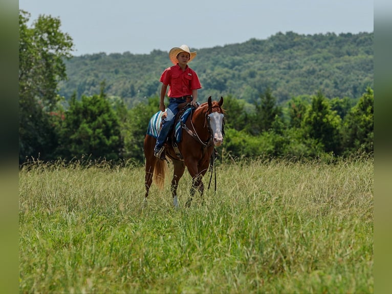 Quarter Pony Gelding 4 years Sorrel in Quitman
