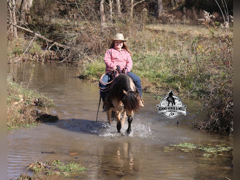 Quarter Pony Gelding 5 years 11,2 hh Buckskin in Mount Vernon