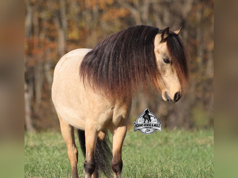 Quarter Pony Gelding 5 years 11,2 hh Buckskin in Mount Vernon