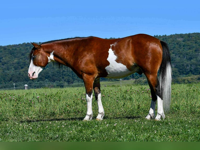 Quarter Pony Gelding 5 years 12,3 hh Pinto in Rebersburg