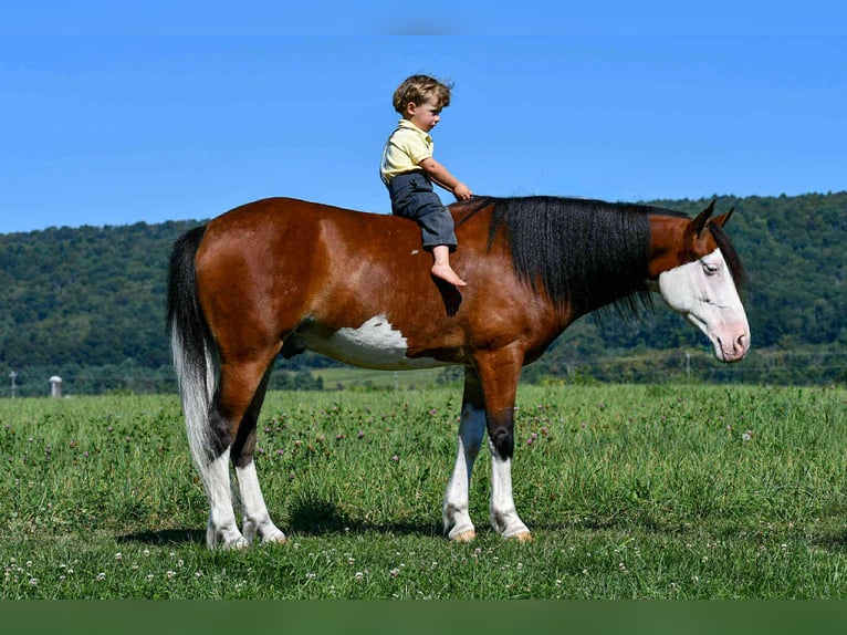 Quarter Pony Gelding 5 years 12,3 hh Pinto in Rebersburg