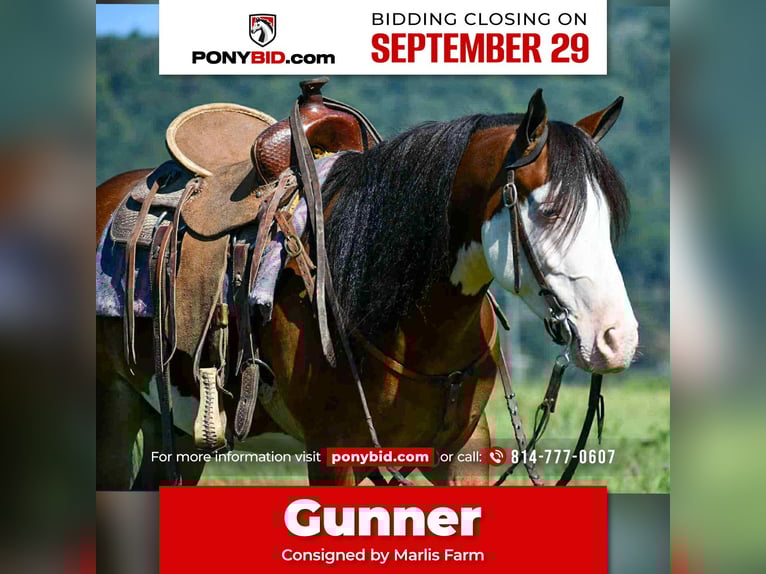 Quarter Pony Gelding 5 years 12,3 hh Pinto in Rebersburg