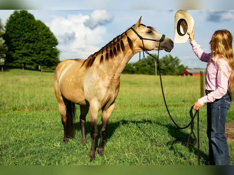 Quarter Pony Gelding 5 years 13 hh Buckskin in Pulaski