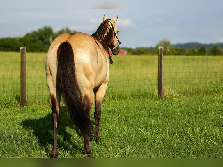 Quarter Pony Gelding 5 years 13 hh Buckskin in Pulaski