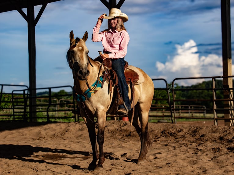 Quarter Pony Gelding 5 years 13 hh Buckskin in Pulaski