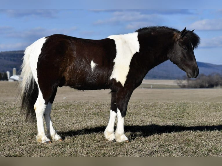 Quarter Pony Gelding 5 years 13 hh Pinto in Rebersburg