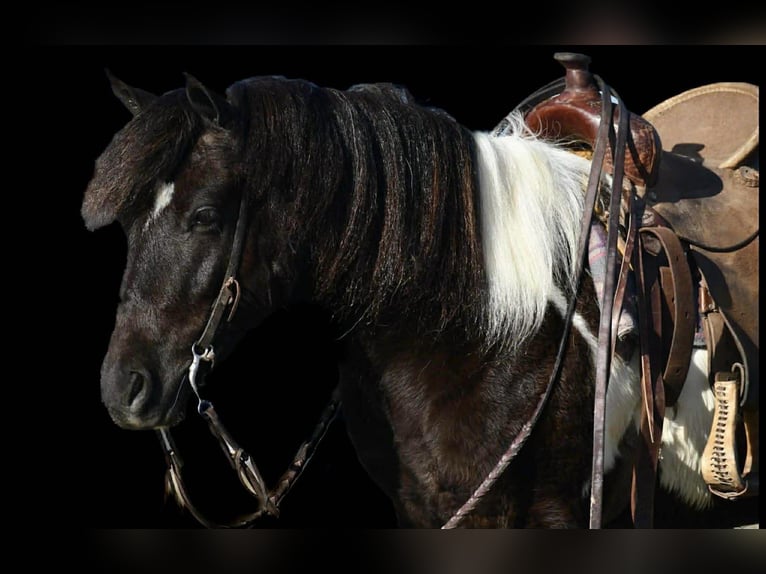 Quarter Pony Gelding 5 years 13 hh Pinto in Rebersburg