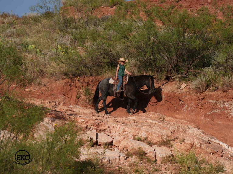Quarter Pony Gelding 5 years 13 hh Roan-Blue in Canyon