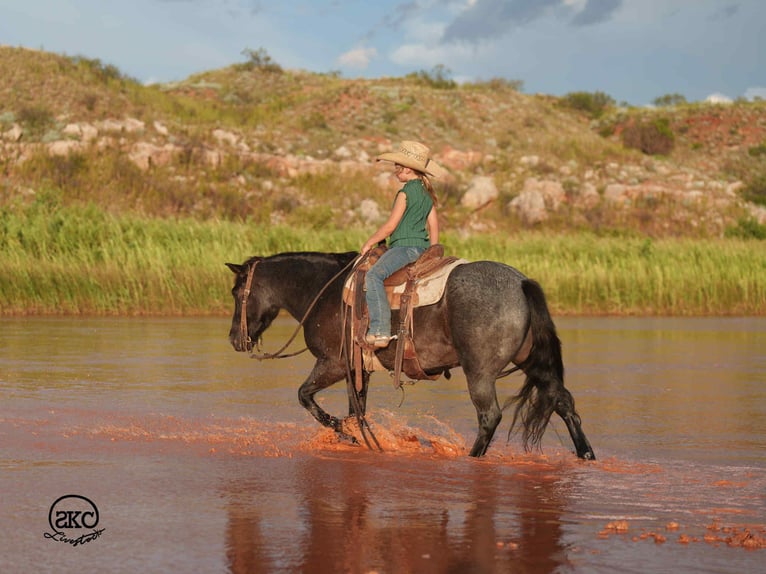 Quarter Pony Gelding 5 years 13 hh Roan-Blue in Canyon