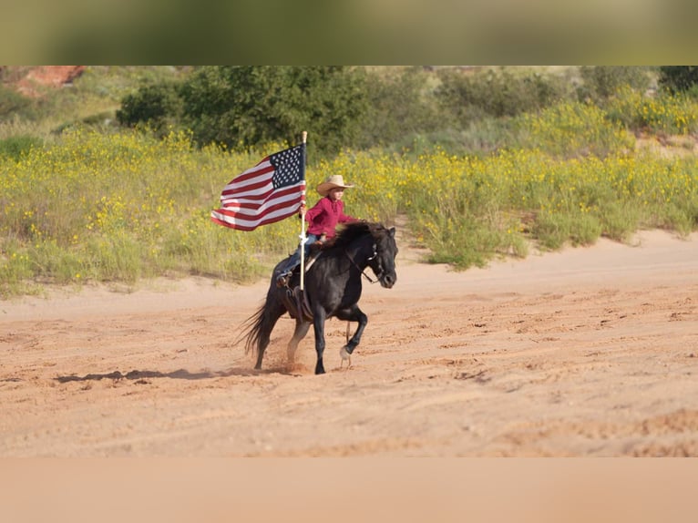 Quarter Pony Gelding 5 years 13 hh Roan-Blue in Canyon