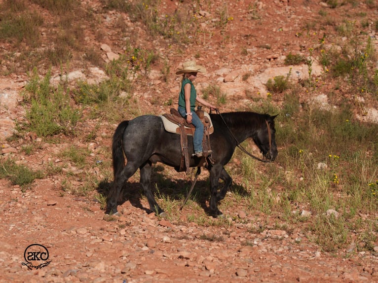Quarter Pony Gelding 5 years 13 hh Roan-Blue in Canyon