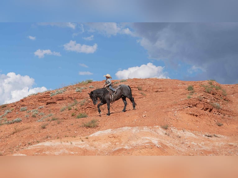 Quarter Pony Gelding 5 years 13 hh Roan-Blue in Canyon