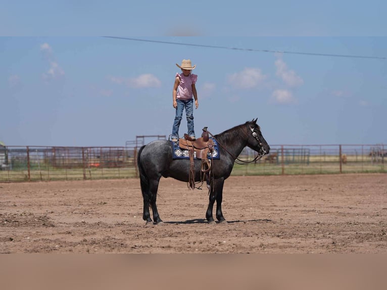 Quarter Pony Gelding 5 years 13 hh Roan-Blue in Canyon