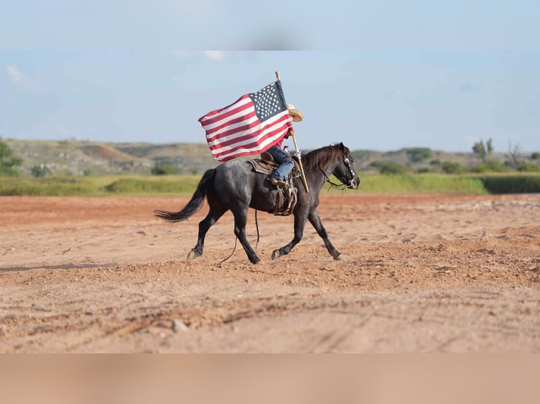 Quarter Pony Gelding 5 years 13 hh Roan-Blue in Canyon