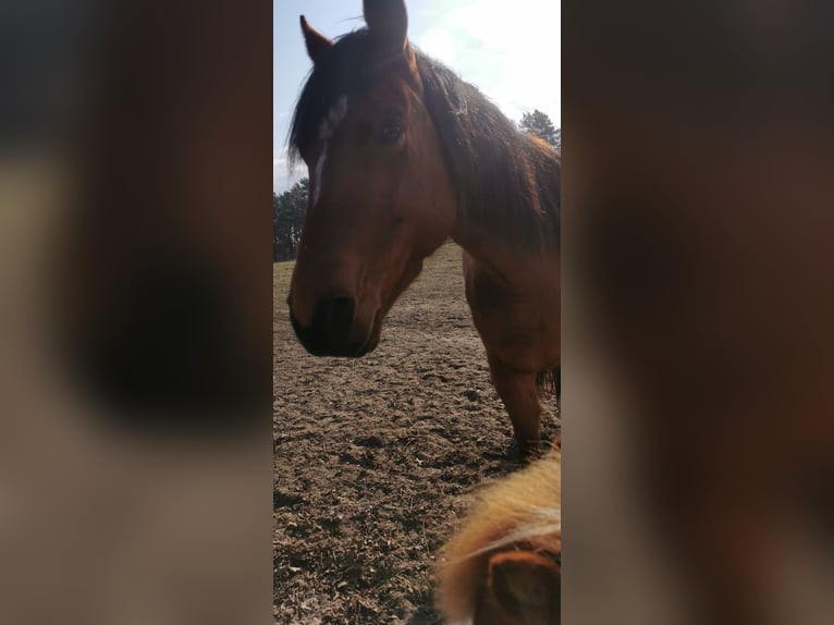 Quarter Pony Gelding 5 years 14,2 hh Brown in Templin