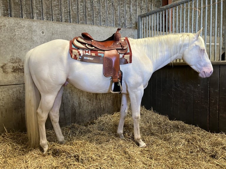 Quarter Pony Gelding 5 years 15 hh Cremello in Peoria Heights