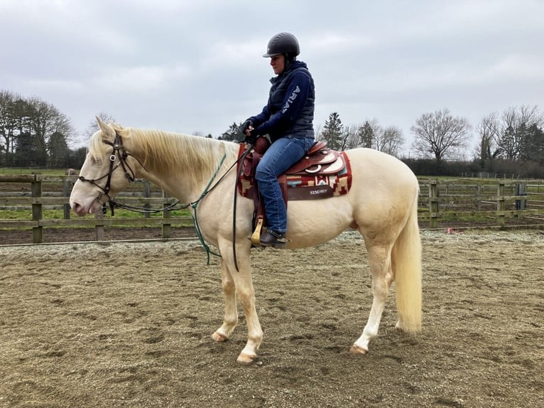Quarter Pony Gelding 5 years 15 hh Cremello in Peoria Heights