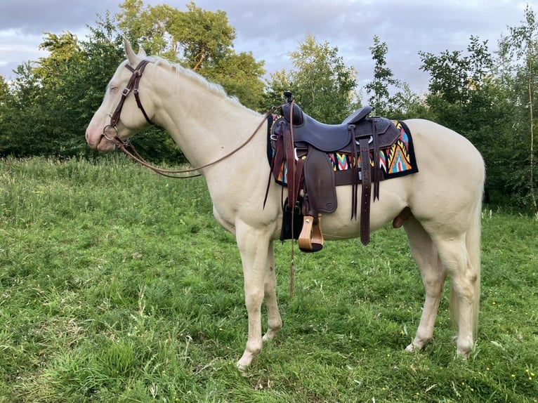Quarter Pony Gelding 5 years 15 hh Cremello in Peoria Heights