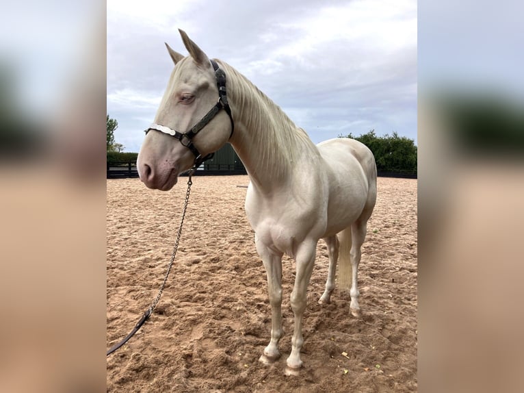 Quarter Pony Gelding 5 years 15 hh Cremello in Peoria Heights