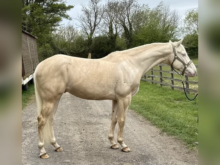 Quarter Pony Gelding 5 years 15 hh Cremello in Peoria Heights