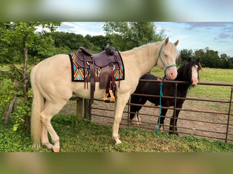 Quarter Pony Gelding 5 years 15 hh Cremello in Peoria Heights