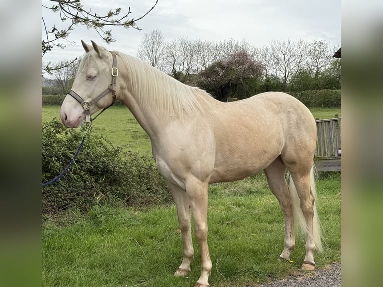 Quarter Pony Gelding 5 years 15 hh Cremello in Peoria Heights