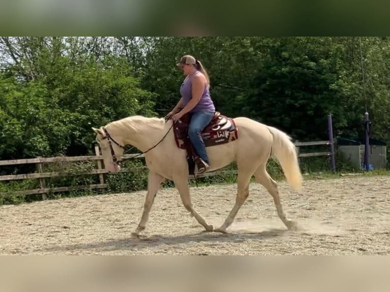 Quarter Pony Gelding 5 years 15 hh Cremello in Peoria Heights