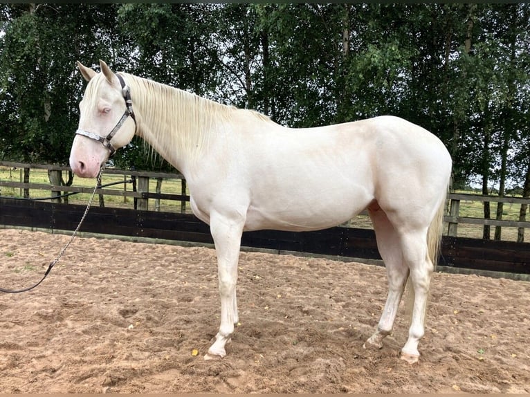 Quarter Pony Gelding 5 years 15 hh Cremello in Peoria Heights