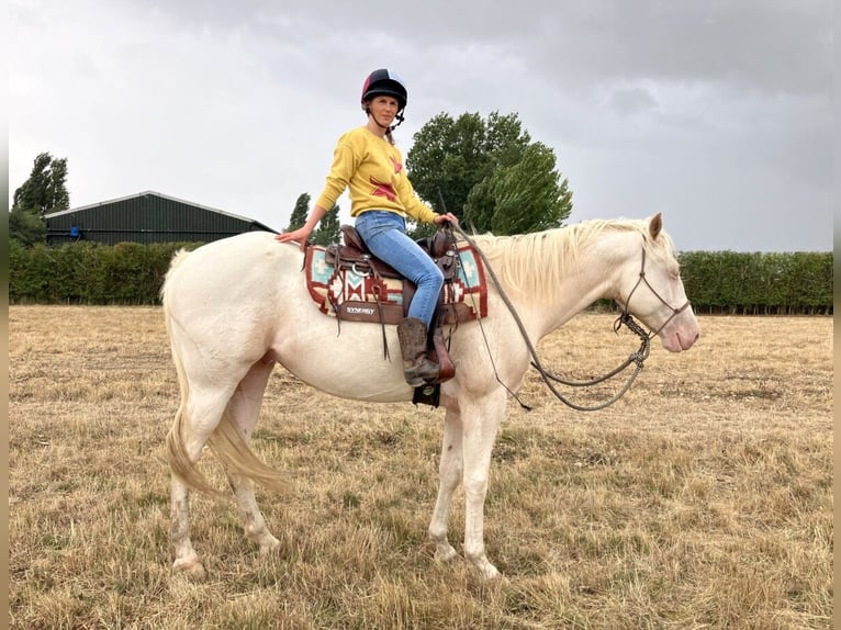 Quarter Pony Gelding 5 years 15 hh Cremello in Peoria Heights