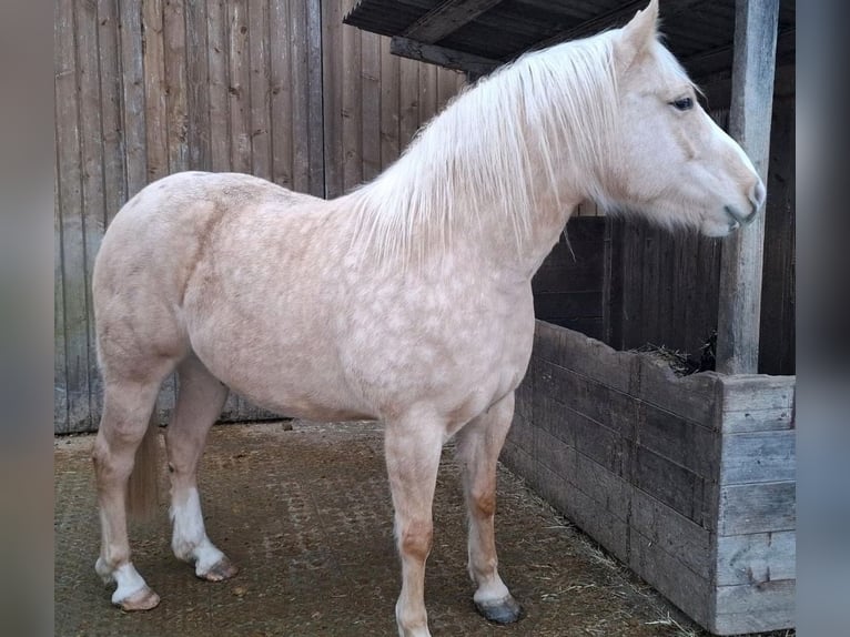 Quarter Pony Mix Gelding 5 years 15 hh Palomino in Pyrbaum