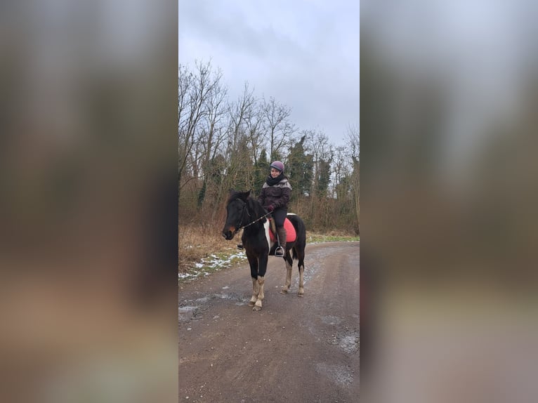 Quarter Pony Mix Gelding 5 years 15 hh Pinto in Röblingen am See