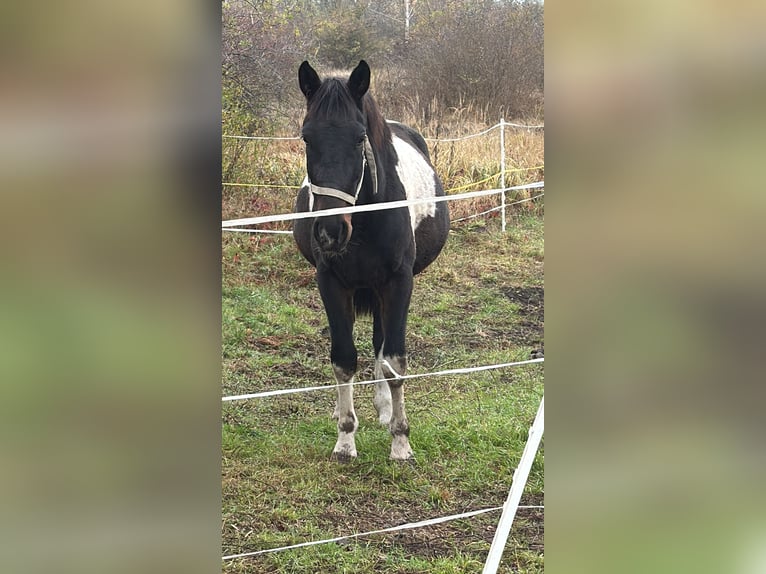 Quarter Pony Mix Gelding 5 years 15 hh Pinto in Röblingen am See