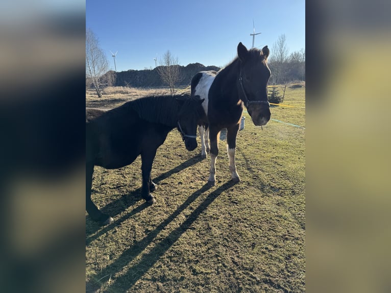 Quarter Pony Mix Gelding 5 years 15 hh Pinto in Röblingen am See