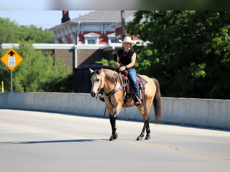 Quarter Pony Gelding 5 years Buckskin in Clarion