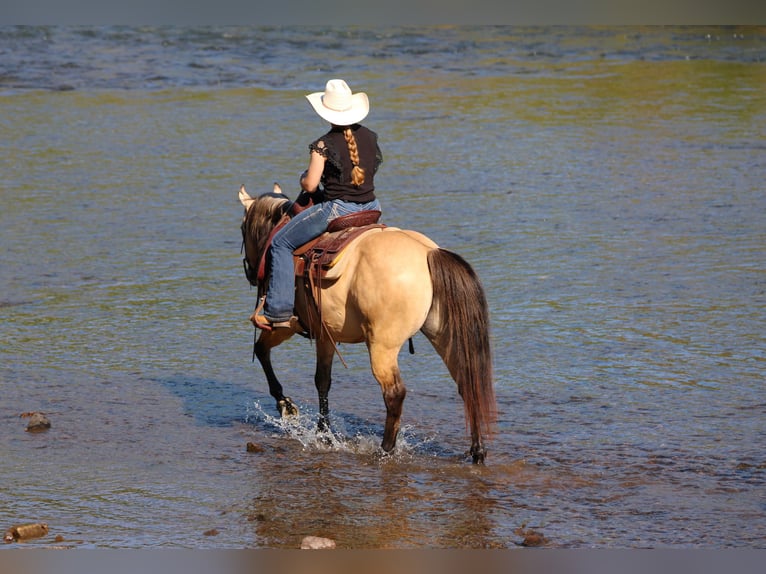 Quarter Pony Gelding 5 years Buckskin in Clarion