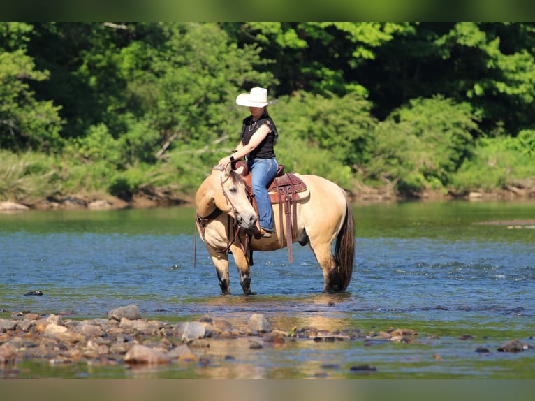 Quarter Pony Gelding 5 years Buckskin in Clarion