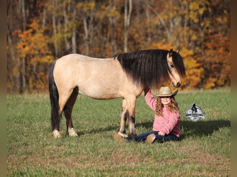 Quarter Pony Gelding 5 years Buckskin in Mount Vernon