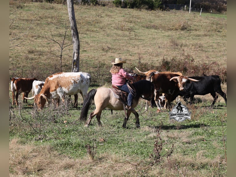 Quarter Pony Gelding 5 years Buckskin in Mount Vernon