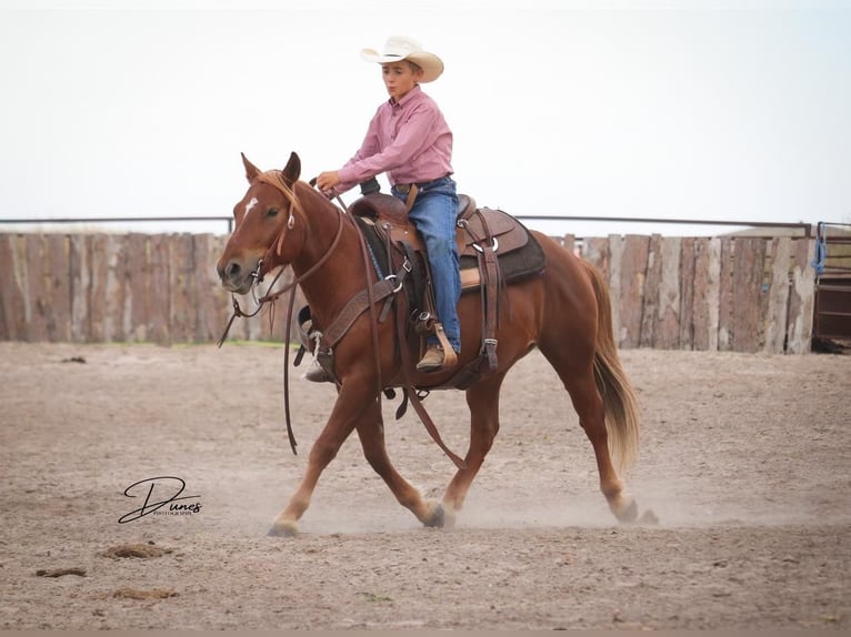 Quarter Pony Gelding 6 years 12,2 hh Sorrel in Thedford