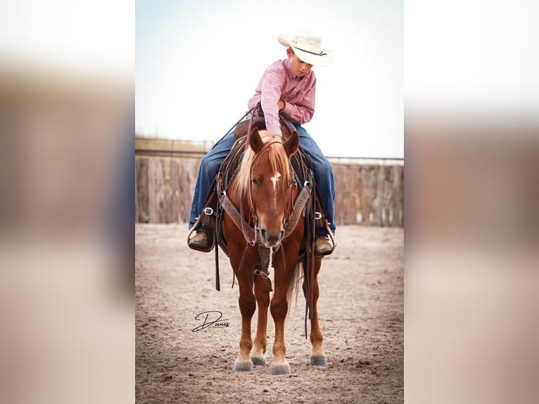 Quarter Pony Gelding 6 years 12,2 hh Sorrel in Thedford
