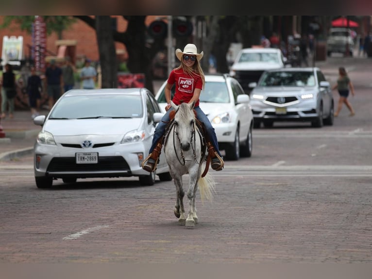 Quarter Pony Gelding 6 years 12 hh Gray in Pilot Point, TX