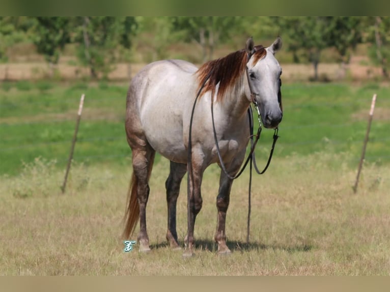 Quarter Pony Gelding 6 years 13,1 hh Gray in Carthage, TX